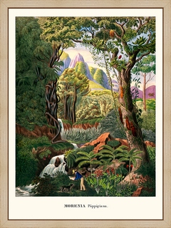 Morenia-Histoire-naturelle-des-palmiers