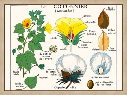 Le-cotonnier
