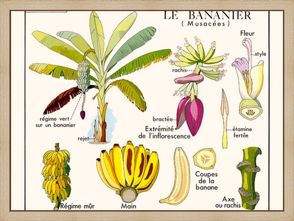 Le-bananier