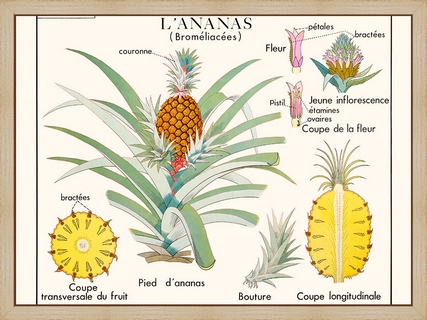 L'ananas