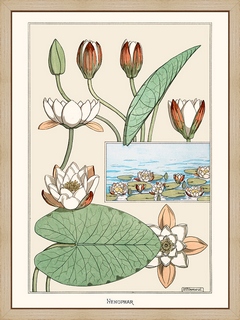 M.P-Verneuil-Nenuphar