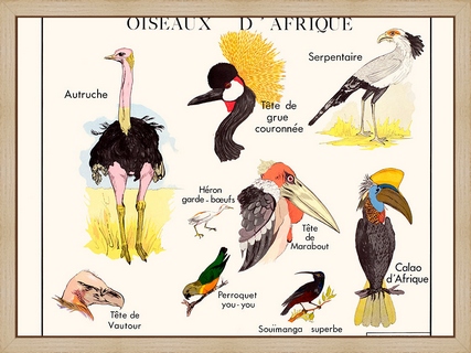 Les-oiseaux-d`Afrique---Rossignol