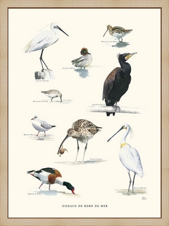 Oiseaux-de-bord-de-mer-aquarelle-de-Sophie-Bataille