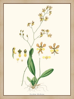 Oncidium-Barbatum