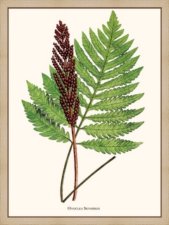 Onoclea-Sensibilis