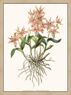 Orchidee-Barkeria