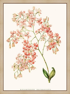 Orchidee-Epidendrum-Rose