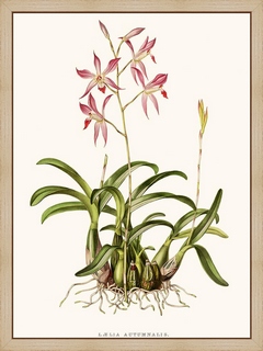 Orchidee-Laelia
