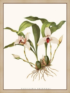 Orchidee-Maxillaria