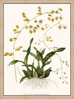Orchidee-Oncidium