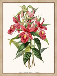 Orchidee-Sobralia
