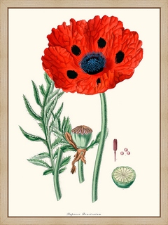 Papaver-Bracteatum
