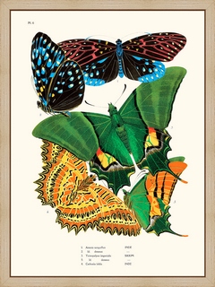 Papillons-Seguy-PL6