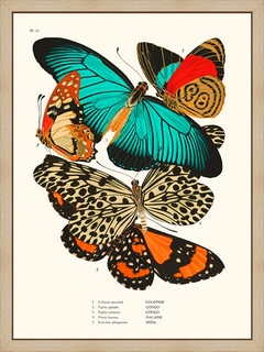 Papillons-Seguy-PL11