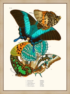 Papillons-Seguy-PL13