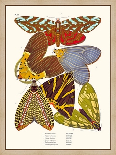 Papillons-Seguy-PL14