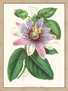 Passiflora-Imperatrice-Eugenie