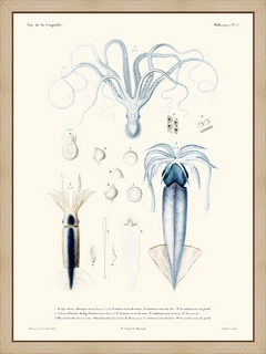 Poulpe-blanc-et-calmar-mollusques-N1-La-Coquille