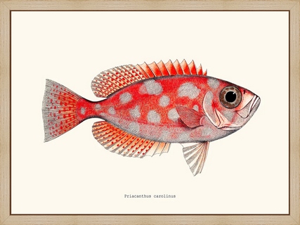 Priacanthus-carolinus