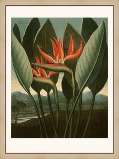 Fleur-oiseau-de-paradis