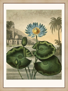 Waterlily