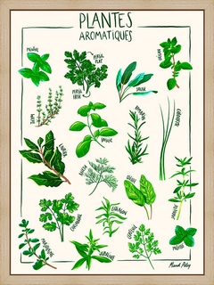 Plantes-aromatiques---Maud-Peloq