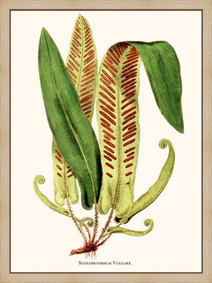 Scolopendrium-Vulgare