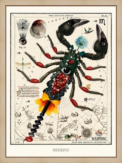 Scorpio---Beto-Val