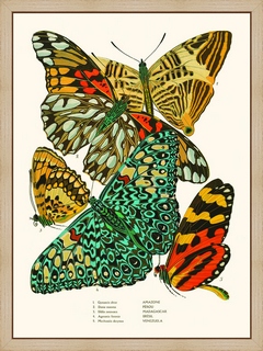 Papillons-Seguy-PL3