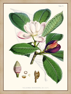 Talauma