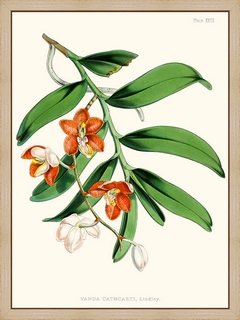 Vanda-Cathcarti