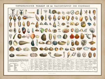Tableau-des-coquillages