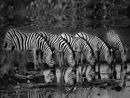 ig4649-Zebras-Reflection-zebre-savane--Xavier-Ortega