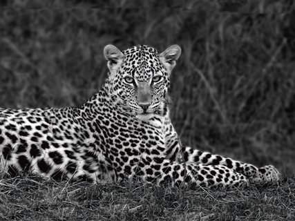ig4650k-Xavier-Ortega-Leopard-Portrait-ANIMAUX-