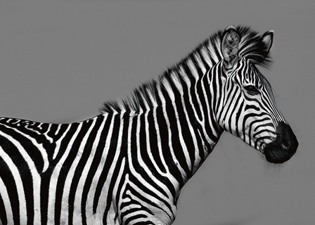 ig4651-Cebra-Retrato-zebre-savane---Xavier-Ortega