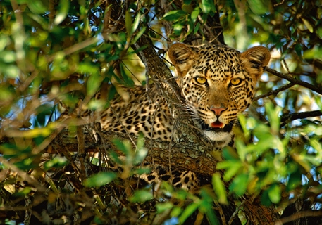 ig4652-Leopard-Camouflage-savane-Xavier-Ortega