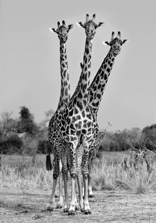 ig4653-Giraffes-Three-girafe-savane---Xavier-Ortega