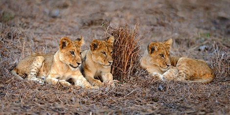 Image ig4654 Lions Cub ANIMAUX   Xavier Ortega