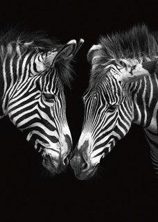 ig4983-The-Nearness-of-You-zebre---Marina-Cano