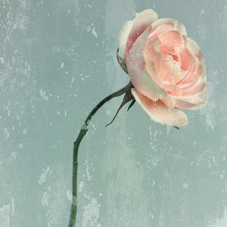 ig5465-Romantic-Pink-Rose-FLEURS---Tom-Lambert