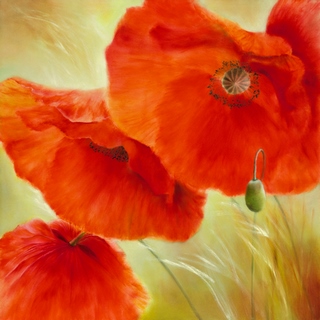 ig5978-Drei-Mal-Mohn-FLEURS---Annette-Schmucker