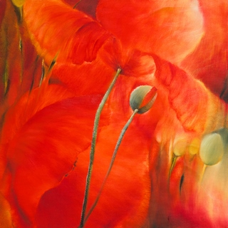 ig5979-Roter-Mohn-FLEURS---Annette-Schmucker