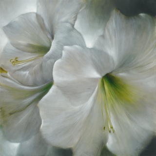 ig6127-Weisze-Amaryllis-FLEURS---Annette-Schmucker