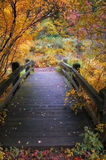 Image ig6775 Bridge over Shallow Water PAYSAGE   Jessica Jenney