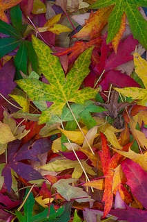 Image ig6778 Candy Leaves PAYSAGE   Norm Stelfox