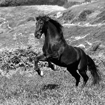 Image ig8250 Island Horse cheval chevaux  Jorge Llovet