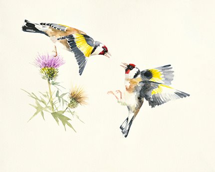 ig8455-Goldfinches-oiseaux---Hilary-Mayes