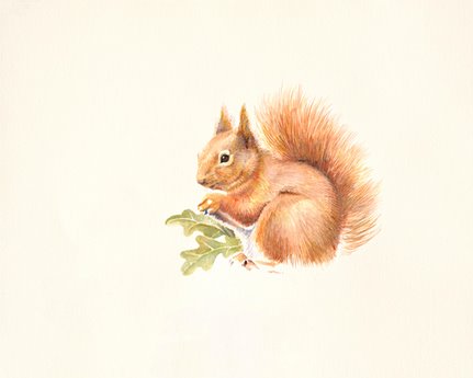 ig8456-Red-Squirrel-ecureuil---Hilary-Mayes