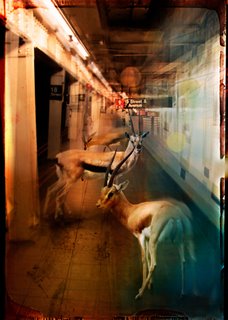 Image ig8523 Zoo City - Gazelles André Sanchez ART MODERNE 