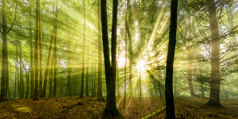 Image ig8532 Nebelstimmung mit Sonne im Wald  Rolf Fischer